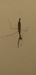 Bistanta mexicana
