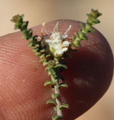 Macrostylis squarrosa