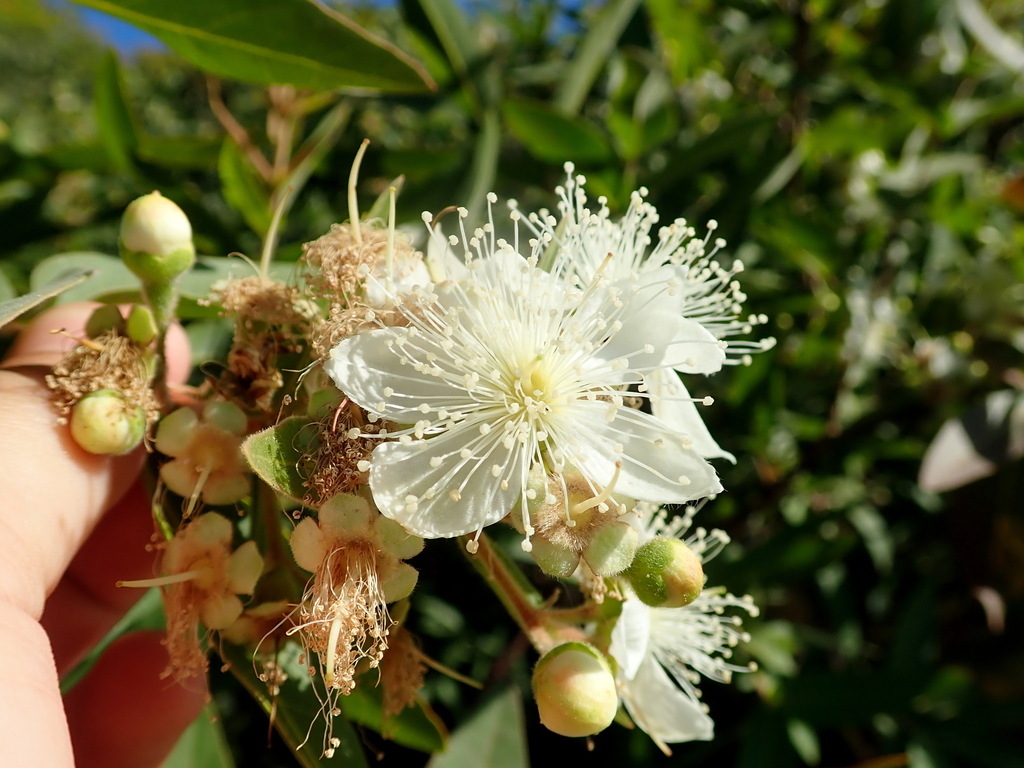 Psidium riparium