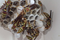 Polistes exclamans