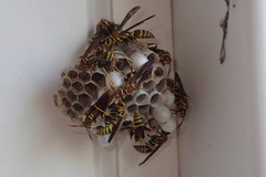 Polistes exclamans