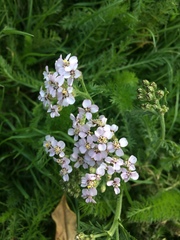 Achillea millefolium