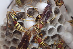 Polistes exclamans