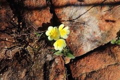 Moraea luteoalba