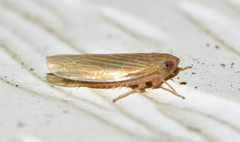 Graminella plana