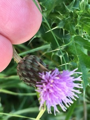 Cirsium arvense