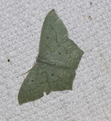 Maxates centrophylla