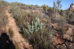 Leucadendron loranthifolium