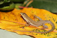 Aspidoscelis cozumela