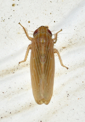 Graminella plana