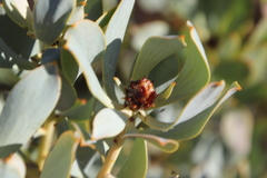 Leucadendron loranthifolium