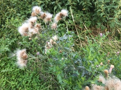 Cirsium arvense