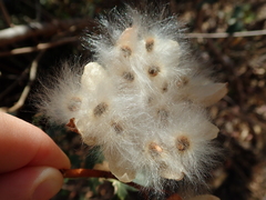 Cochlospermum regium