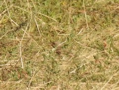 Muscicapa striata