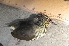 Parkesia noveboracensis