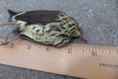 Parkesia noveboracensis