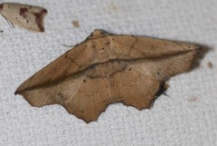 Polyacme dissimilis