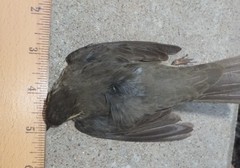 Parkesia noveboracensis