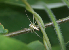 Oxyopes lineatipes
