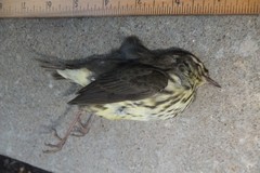 Parkesia noveboracensis