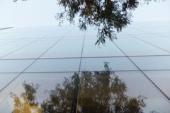 Parkesia noveboracensis