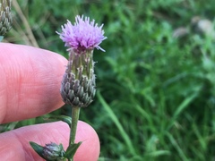 Cirsium arvense