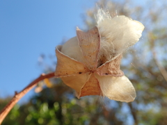 Cochlospermum regium