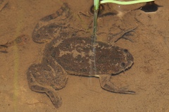 Xenopus muelleri