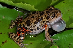 Hylambates maculatus