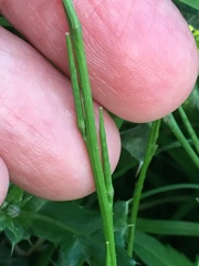 Sisymbrium officinale