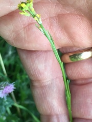 Sisymbrium officinale