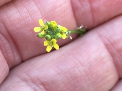 Sisymbrium officinale