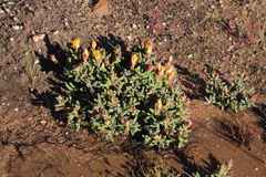 Lampranthus glaucus