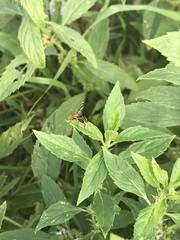 Tritoxa incurva