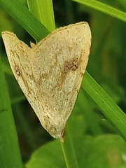 Rivula sericealis