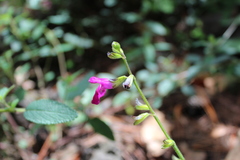 Salvia dichlamys