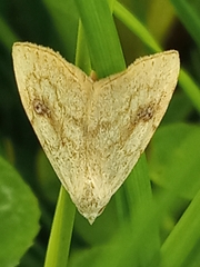 Rivula sericealis