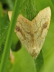 Rivula sericealis