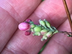 Symphoricarpos albus