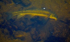 Catostomus macrocheilus