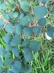 Symphoricarpos albus