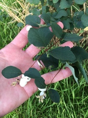 Symphoricarpos albus