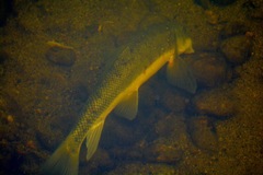 Catostomus macrocheilus