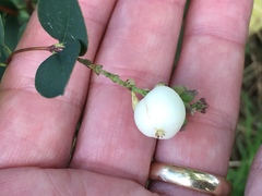 Symphoricarpos albus