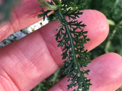 Achillea millefolium