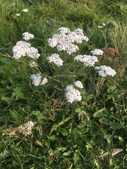 Achillea millefolium