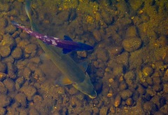 Catostomus macrocheilus