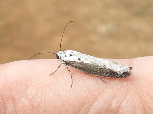 Ethmia arctostaphylella photo 3