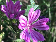 Malva sylvestris