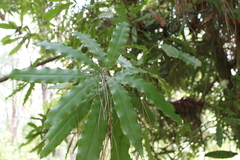 Macadamia integrifolia